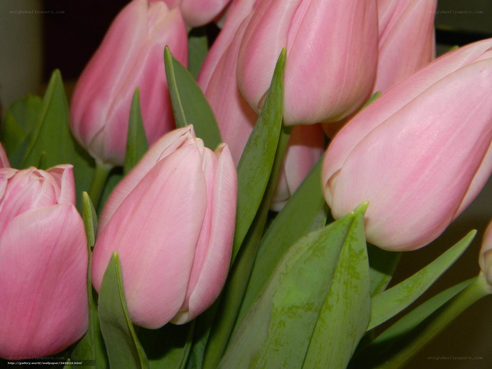 Pink tulips in a bouquet