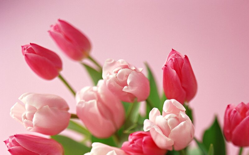 Pink tulips in a bouquet