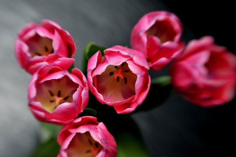 Pink tulips in a bouquet