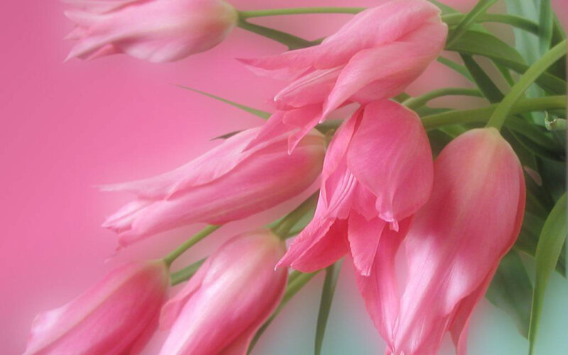 Pink tulips in a bouquet