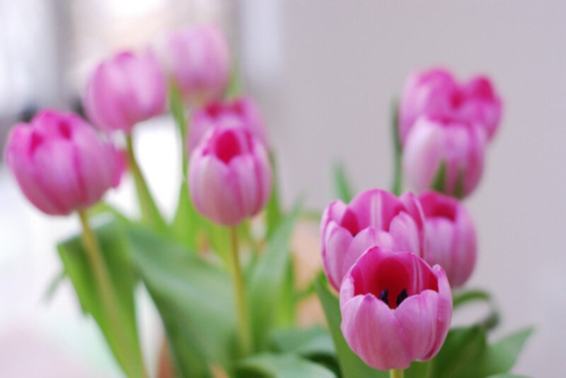 Pink Tulips in a Bouquet — Calm