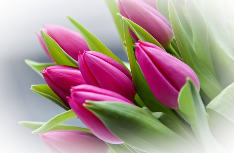 Pink tulips in a bouquet