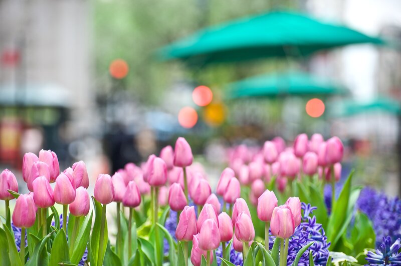 Pink tulips in a city garden