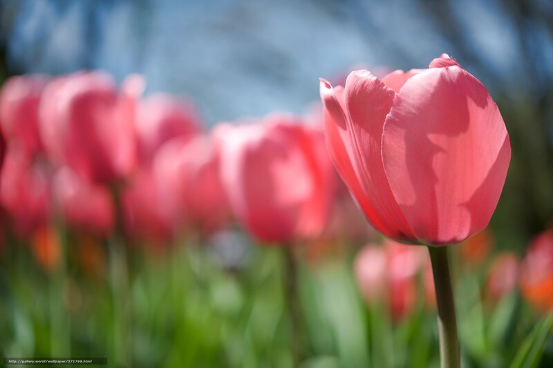 Pink tulips in a field