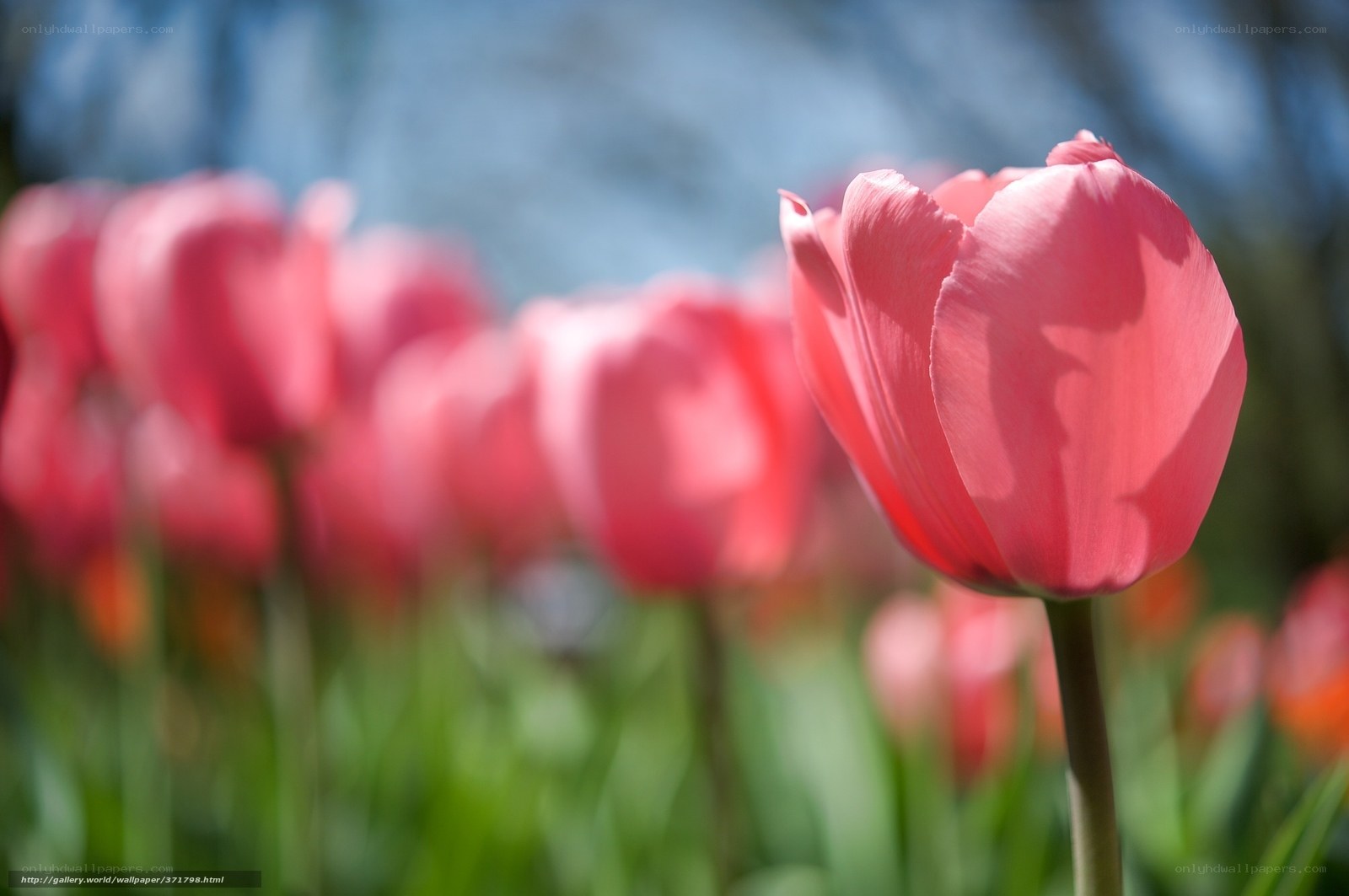 Pink tulips in a field