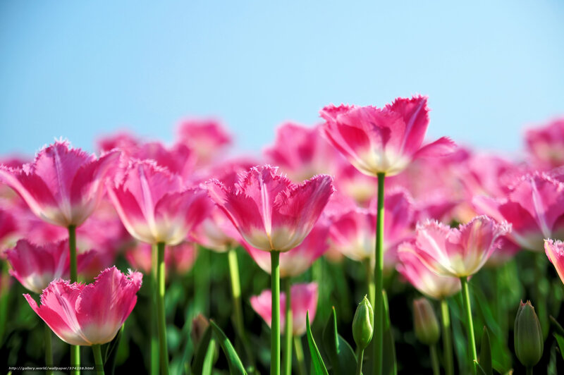 Pink tulips in a field