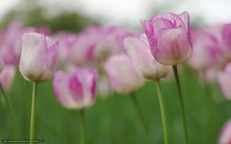 Pink tulips in a field