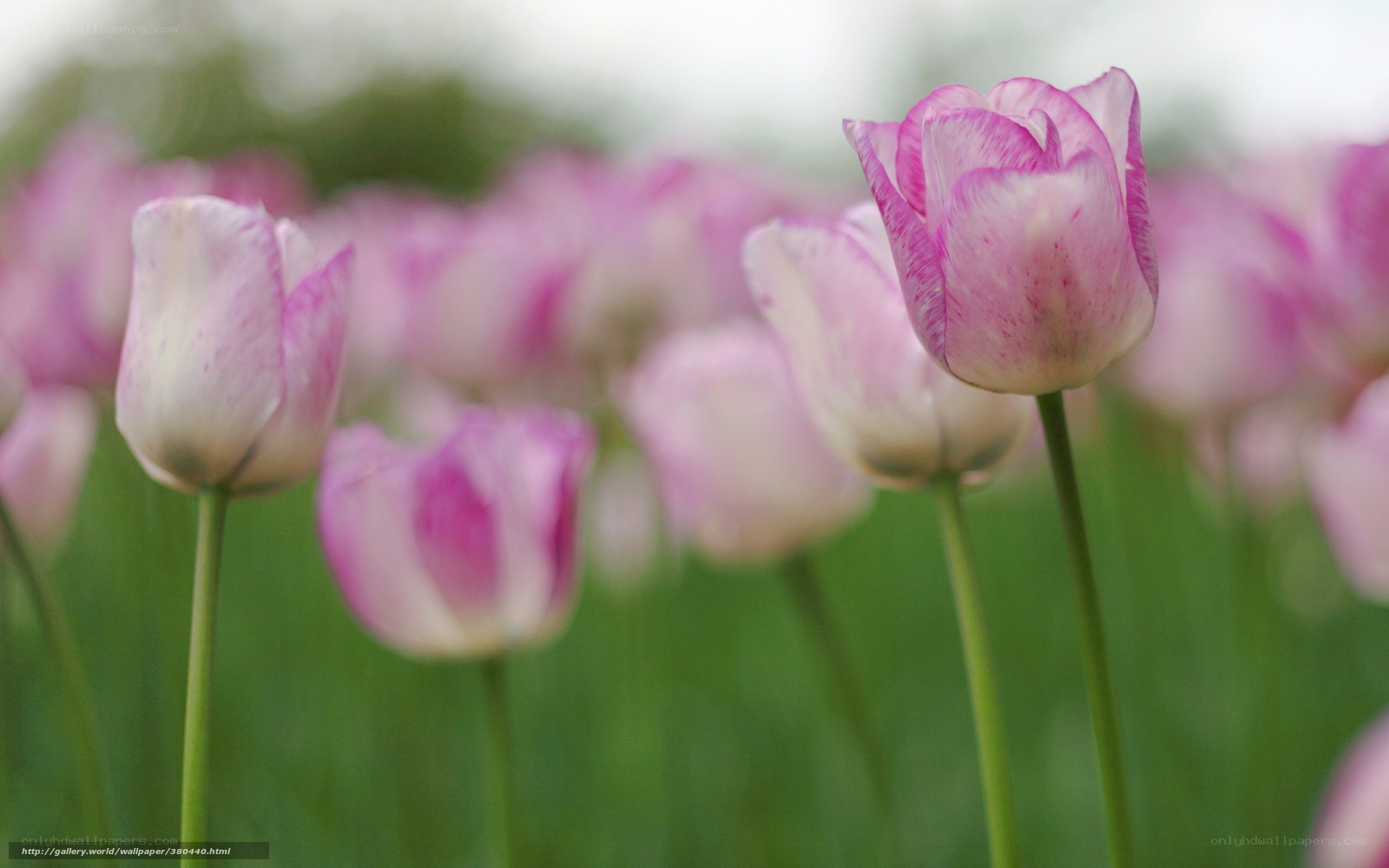 Pink tulips in a field