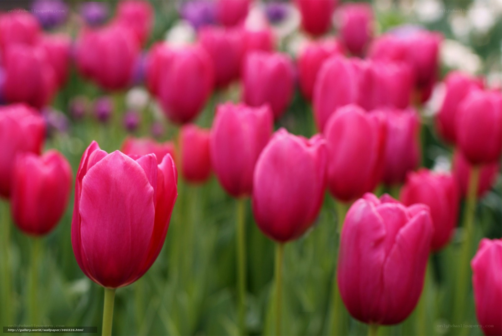 Pink tulips in a field