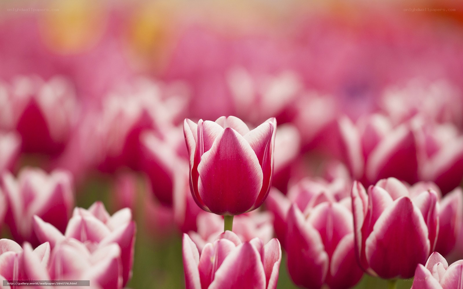Pink tulips in a field