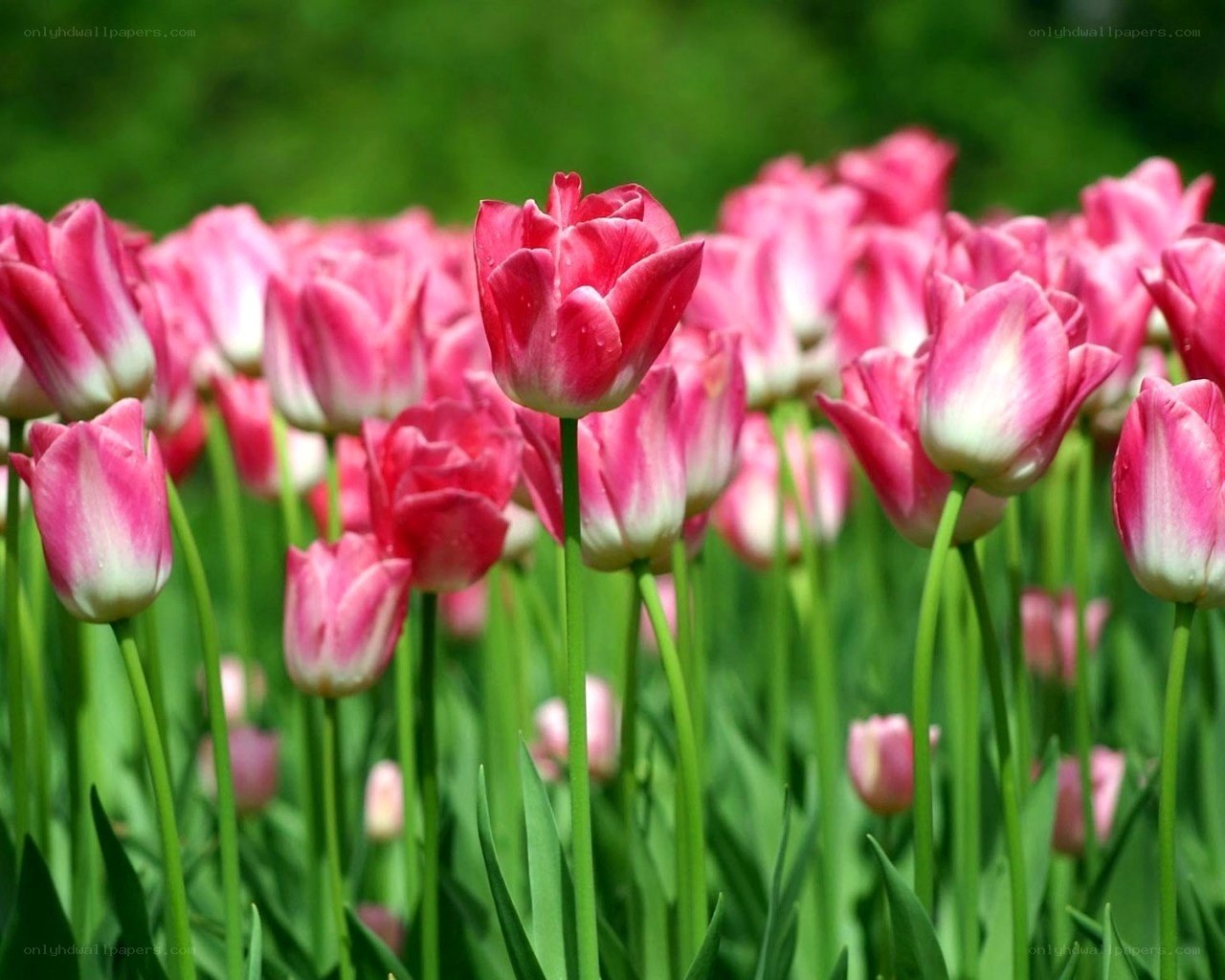 Pink tulips in a field