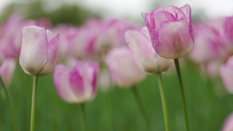 Pink tulips in a field