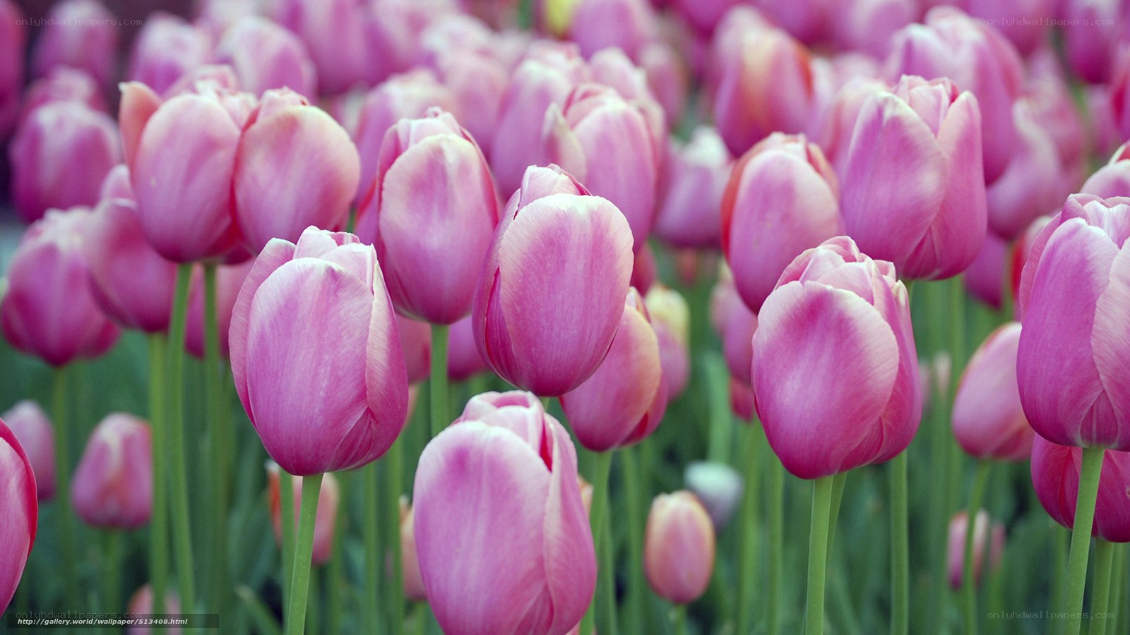 Pink tulips in a field