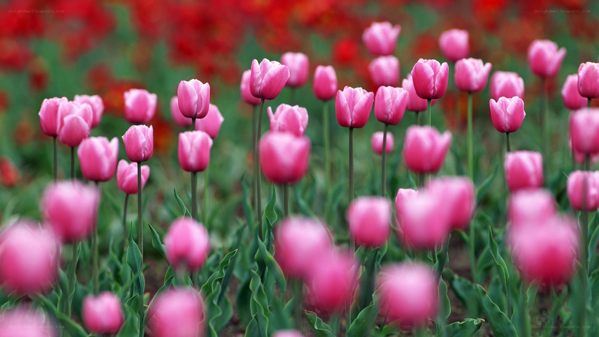 Pink tulips in a field