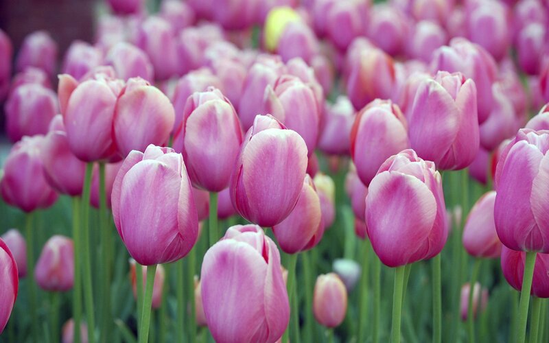 Pink tulips in a field