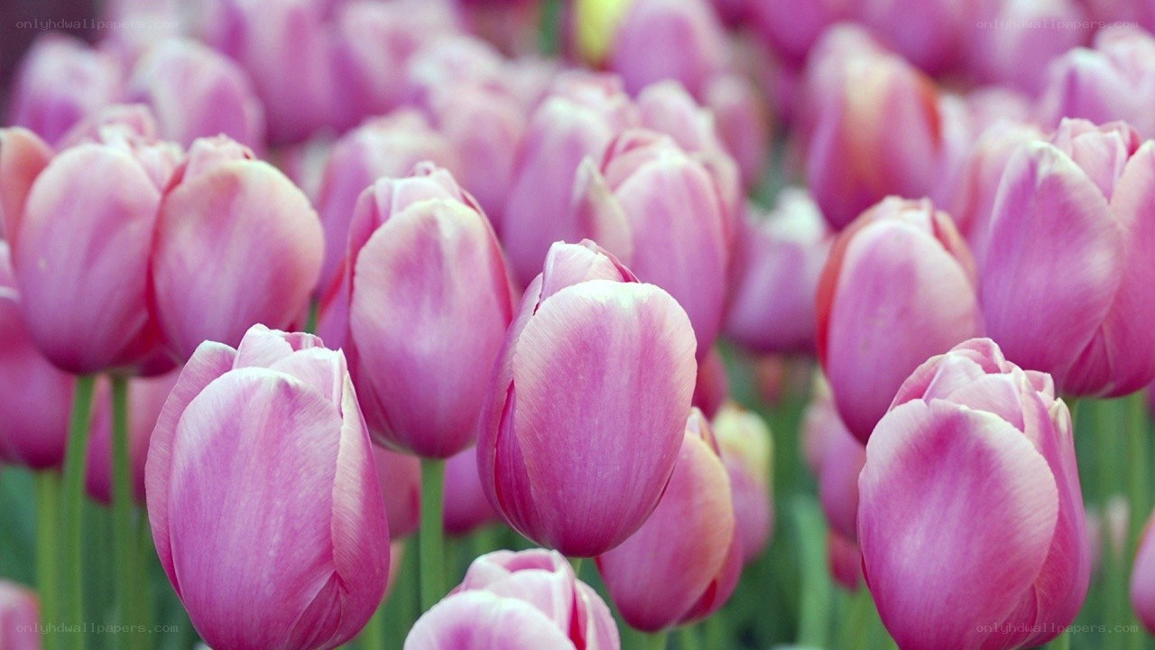 Pink tulips in a field