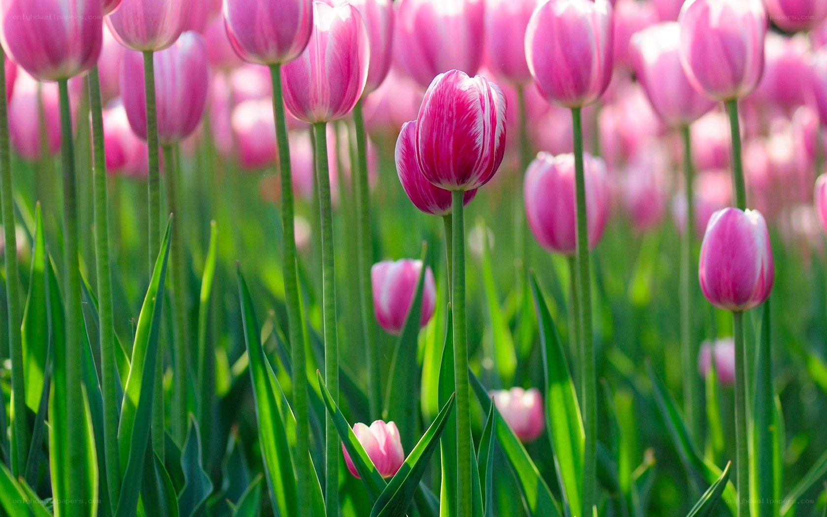Pink tulips in a field