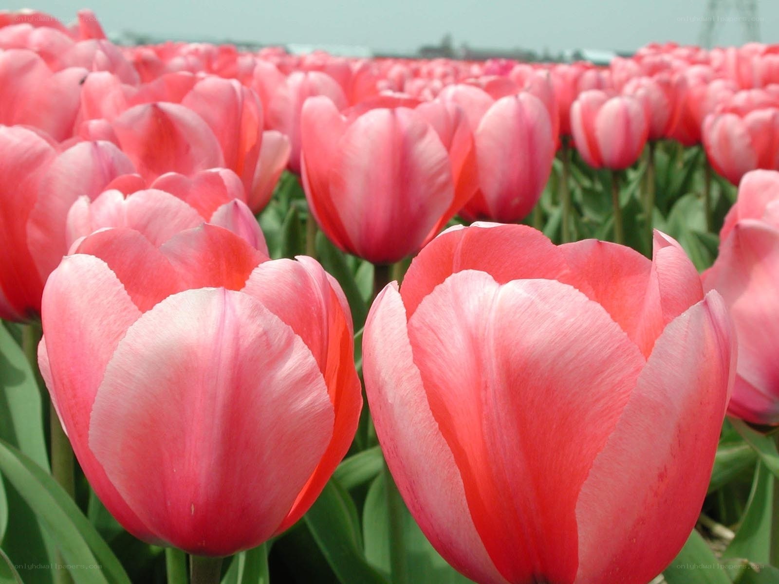 Pink tulips in a field