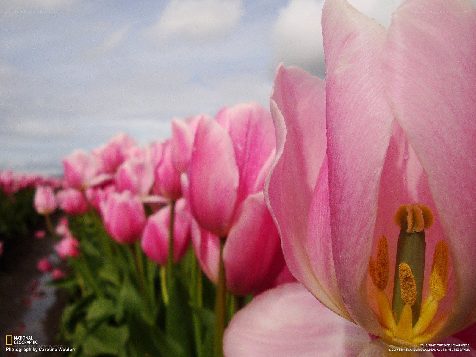 Pink tulips in a field
