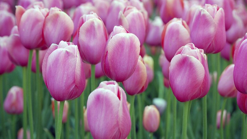 Pink tulips in a field