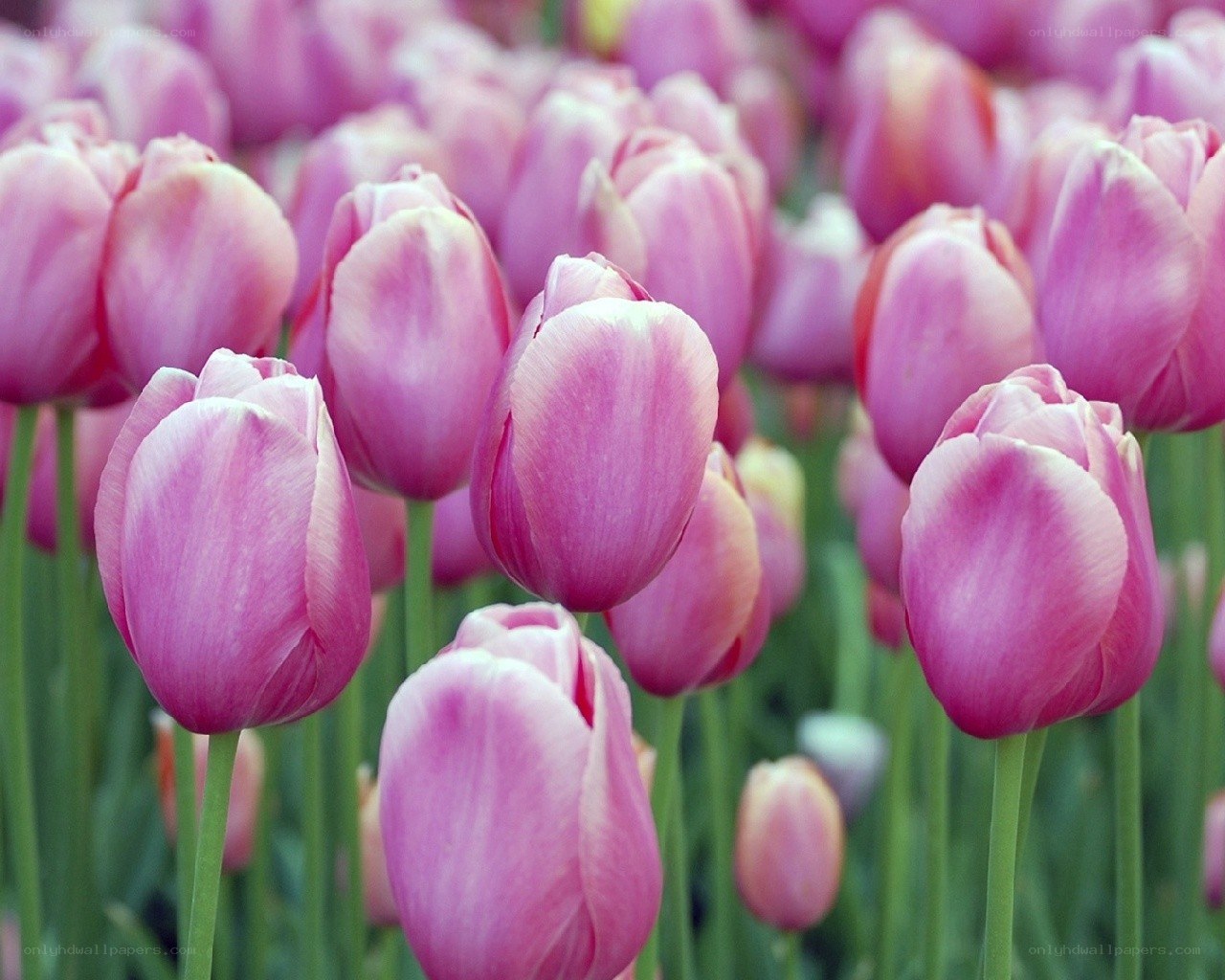 Pink tulips in a field