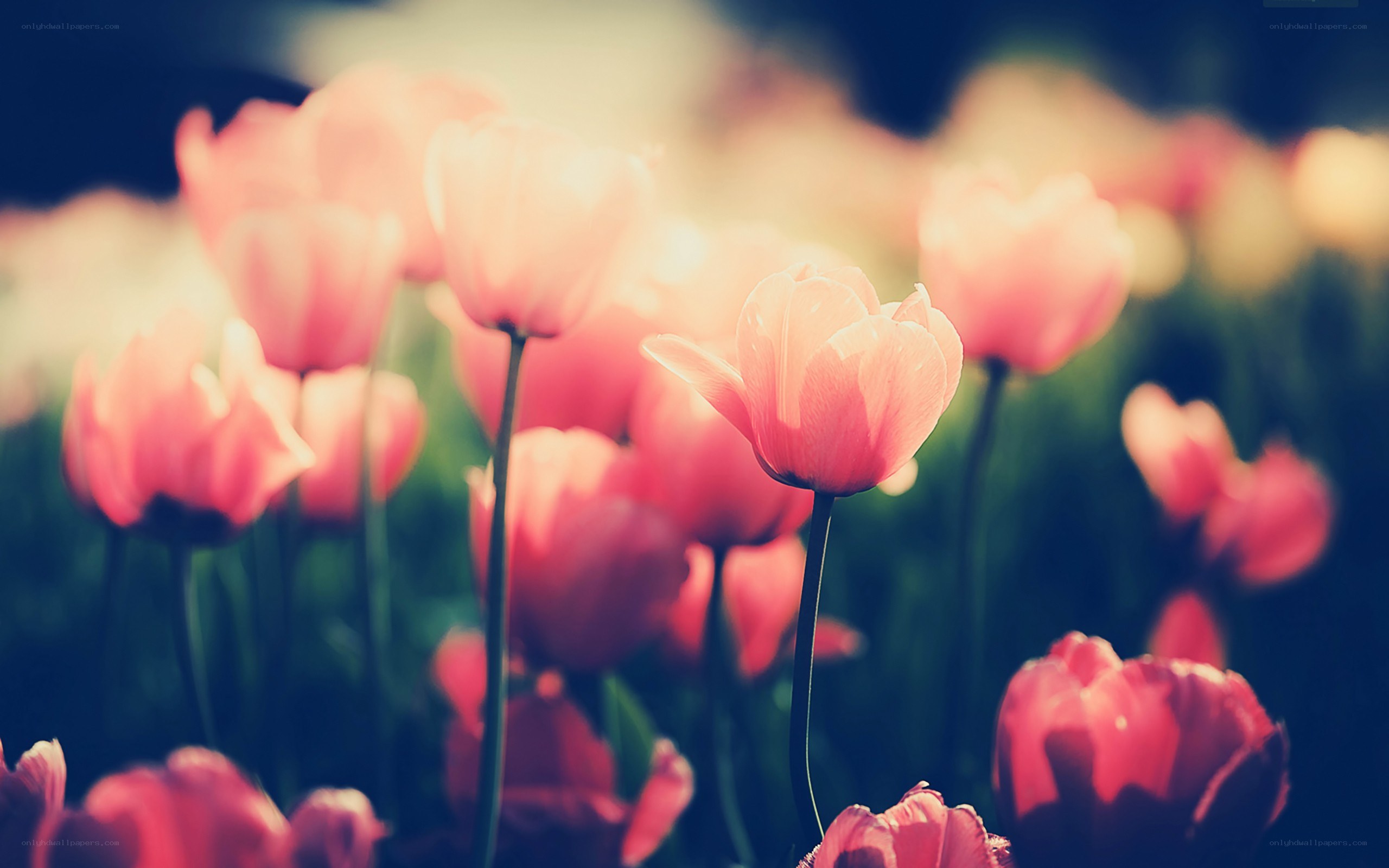 Pink tulips in a field