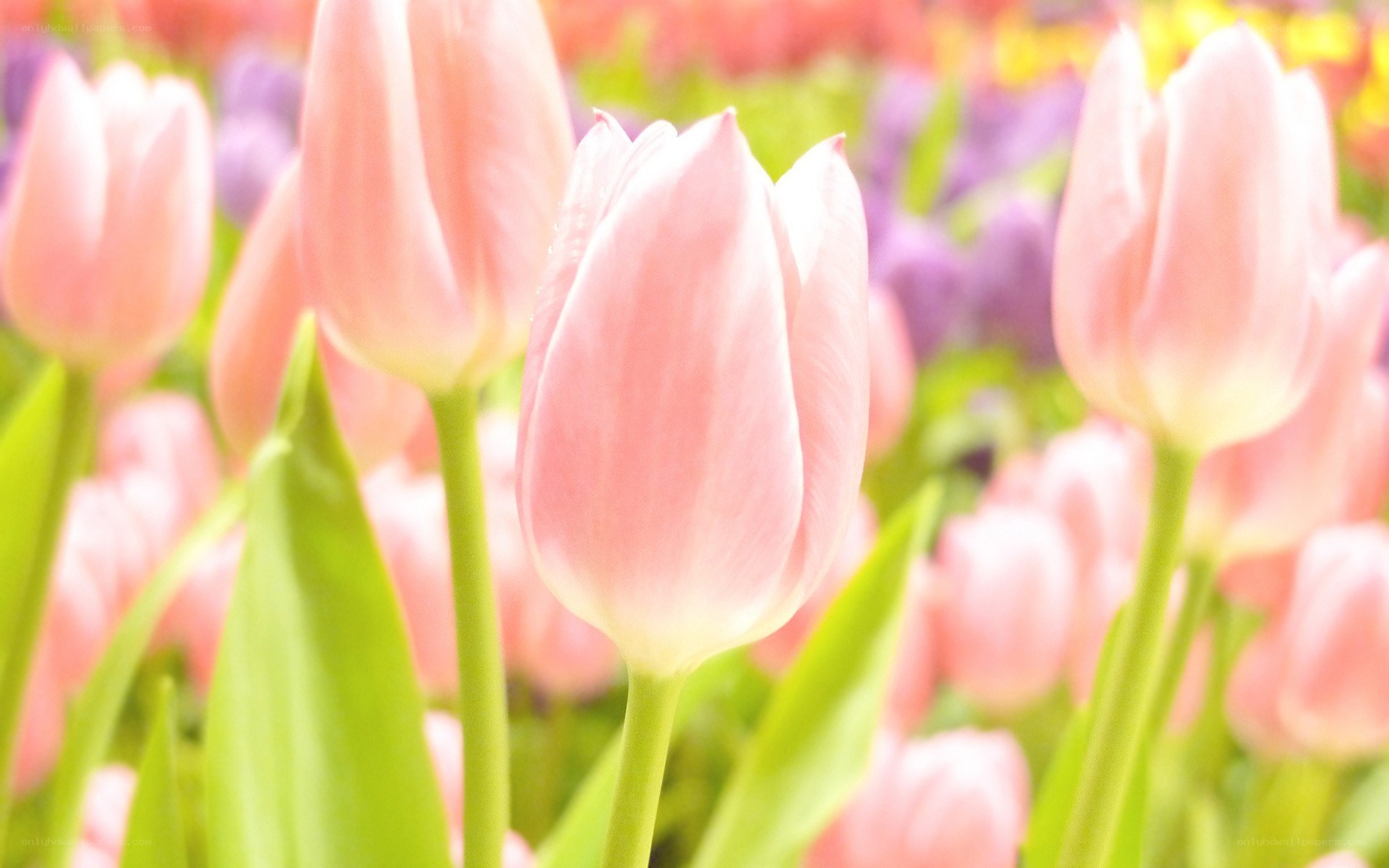 Pink tulips in a field