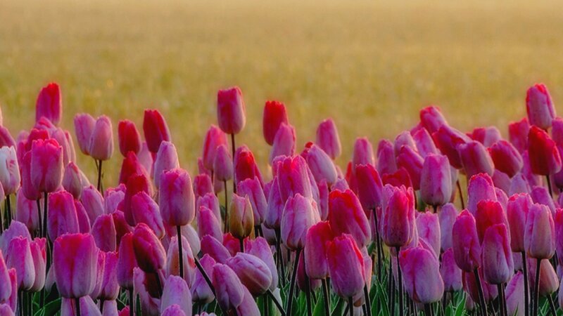 Pink tulips in a field