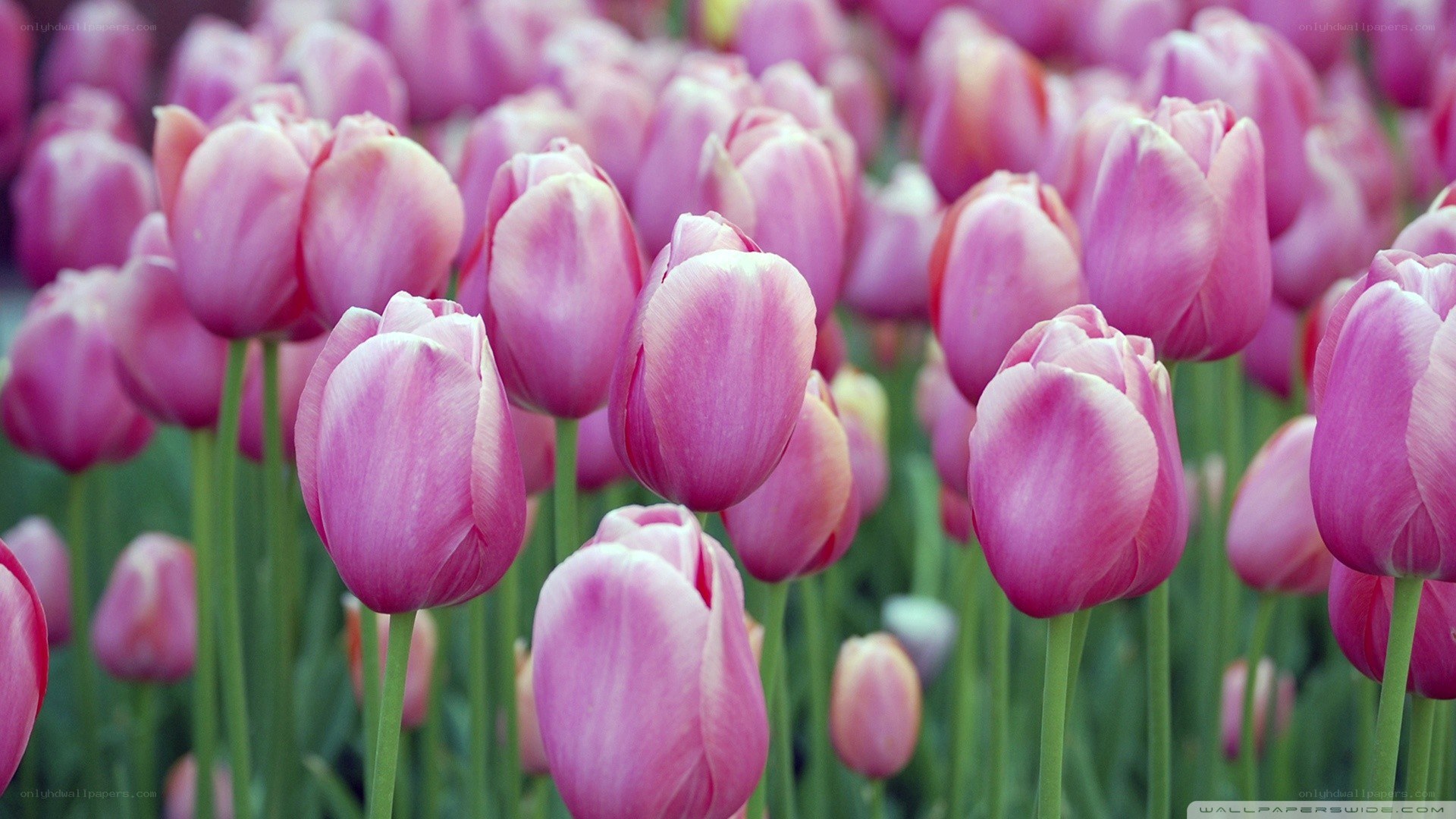 Pink tulips in a field