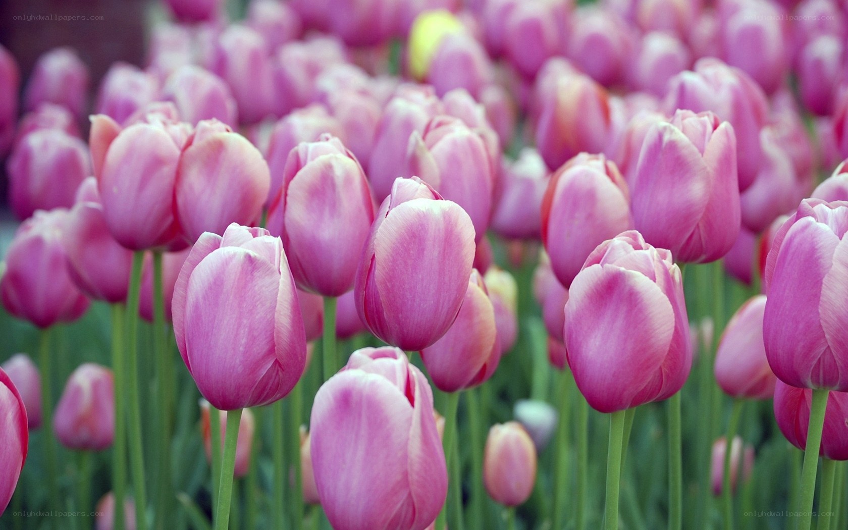 Pink tulips in a field
