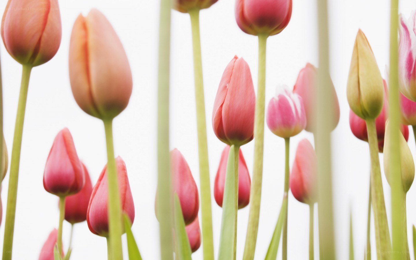 Pink tulips in a field
