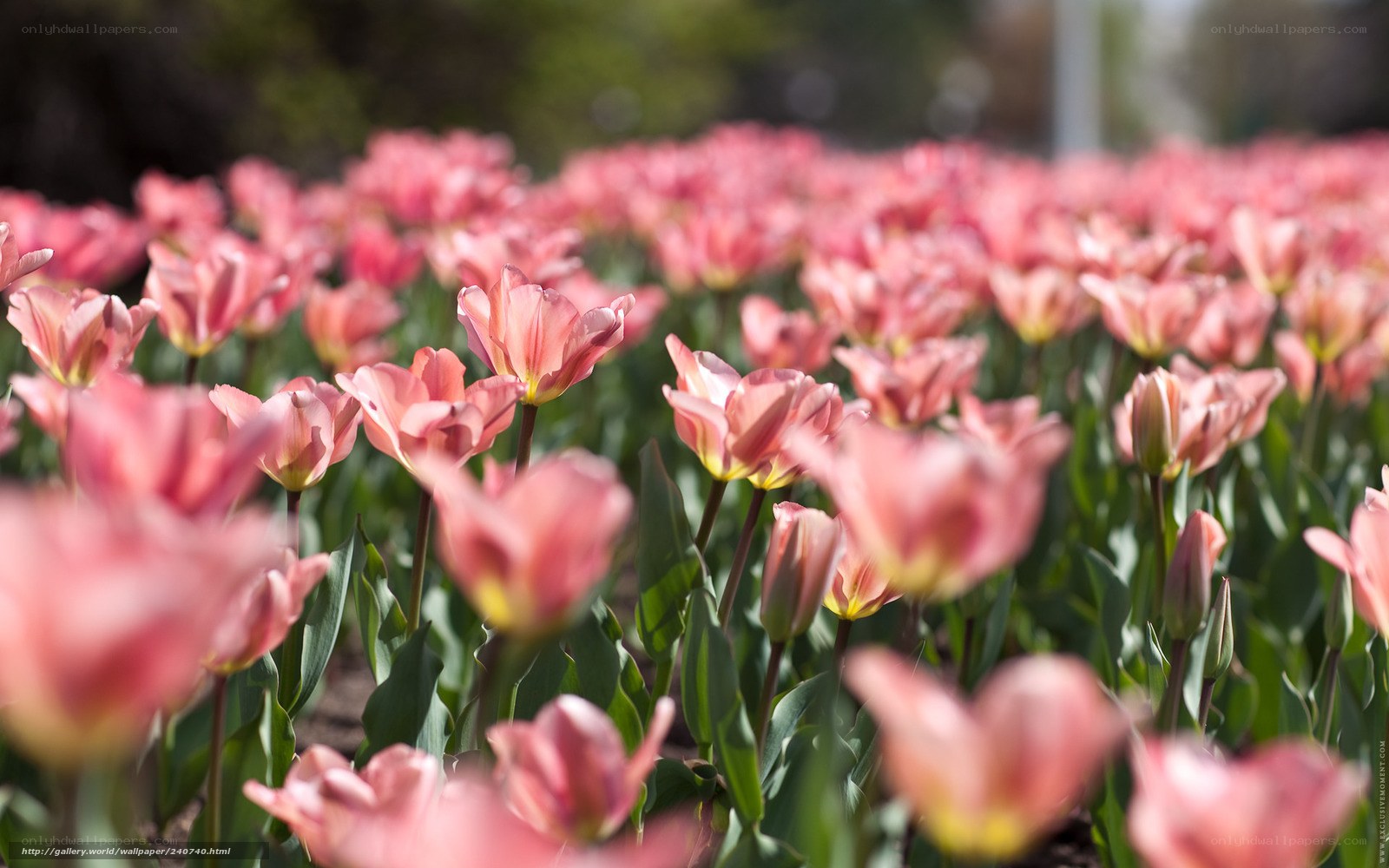 Pink tulips in a field
