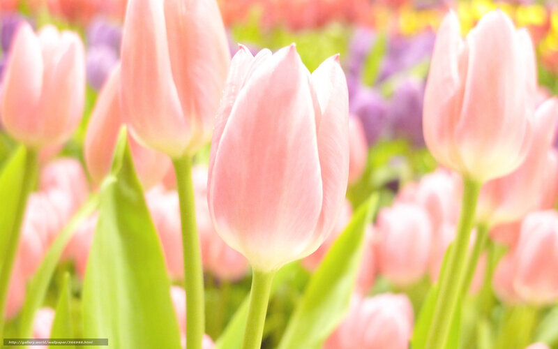 Pink tulips in a field
