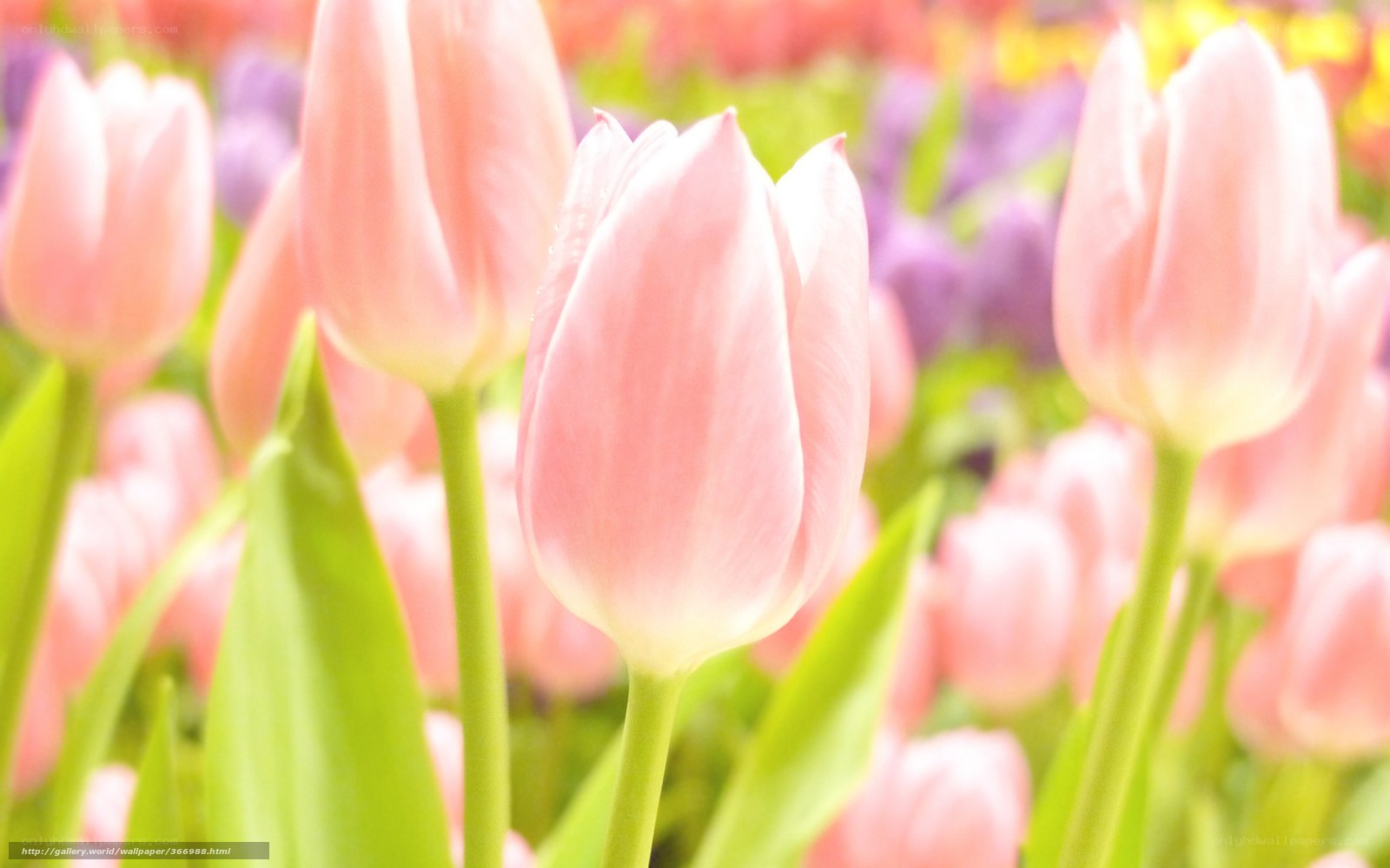 Pink tulips in a field