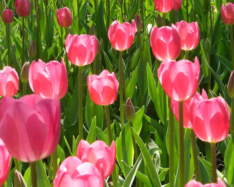 Pink Tulips in a Field — Serene, Spring