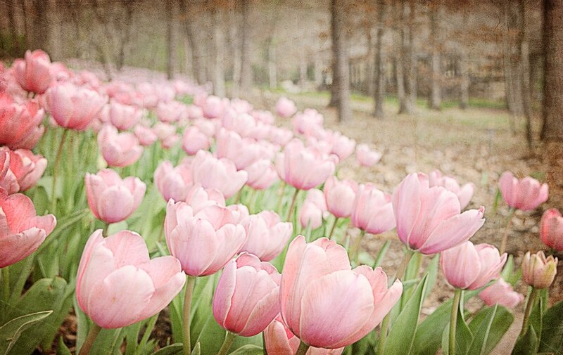Pink Tulips in a Field — Serene