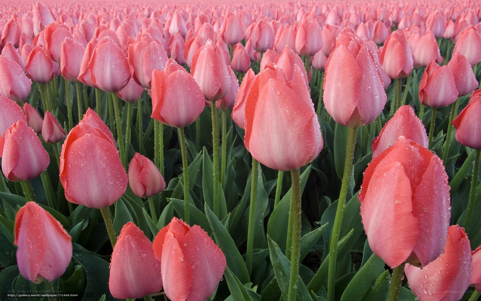 Pink tulips in a field