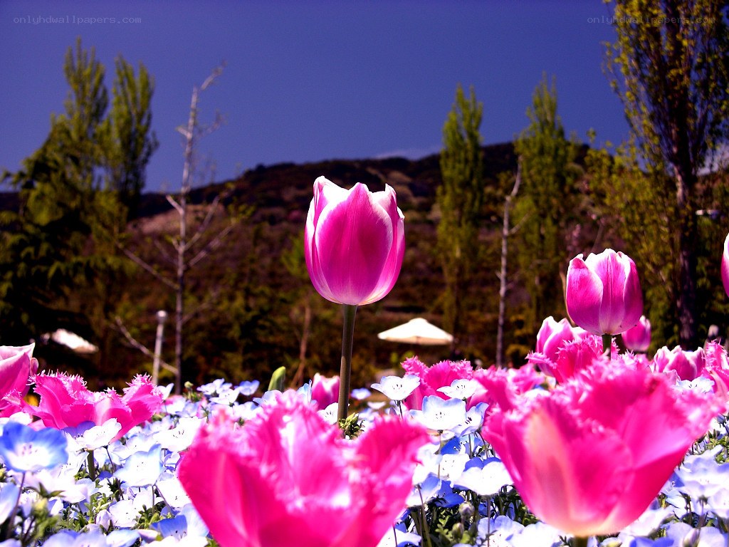 Pink tulips in a flower field