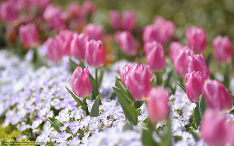 Pink tulips in a flower garden