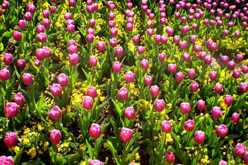 Pink tulips in a flower garden
