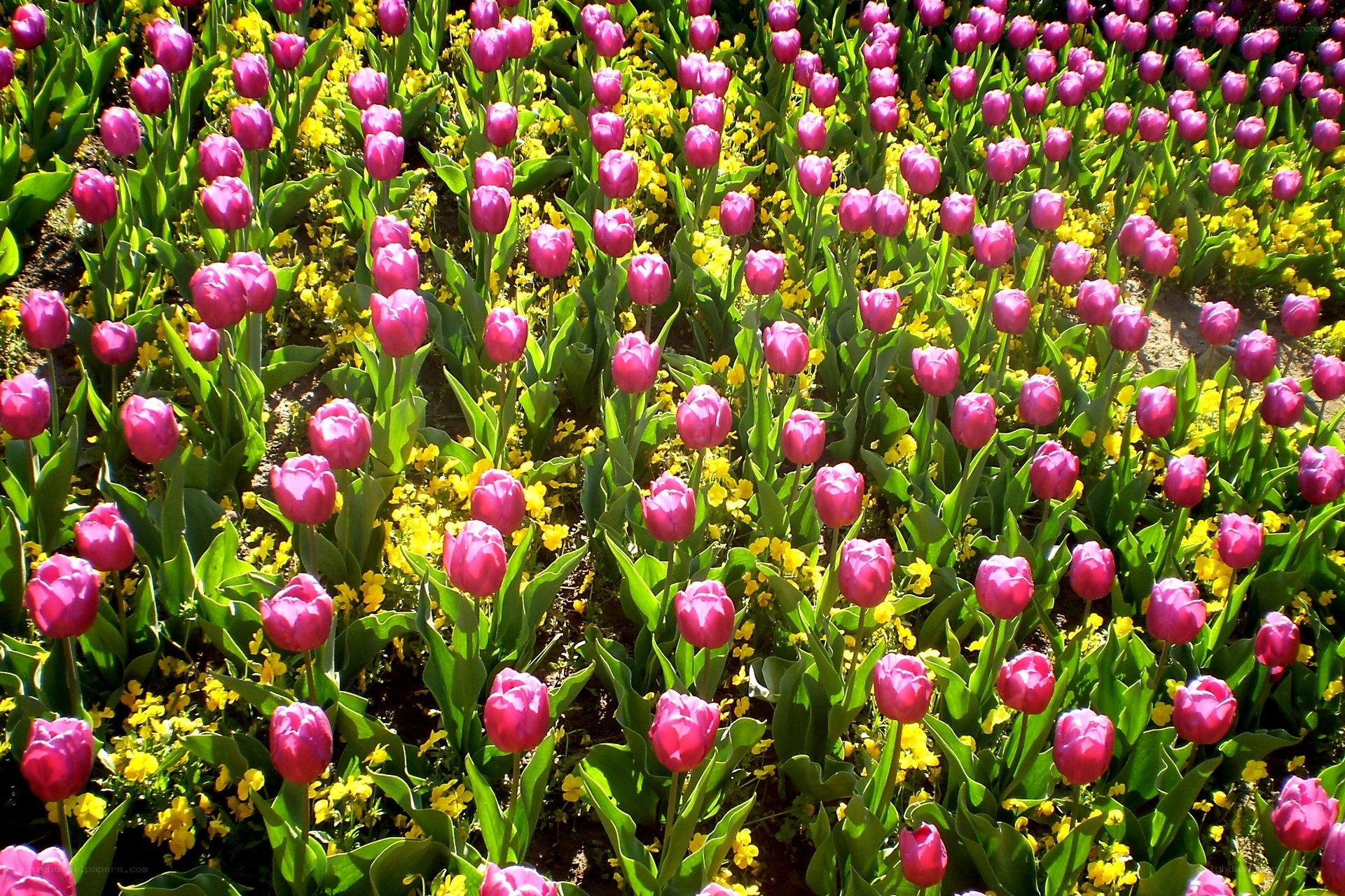 Pink tulips in a flower garden