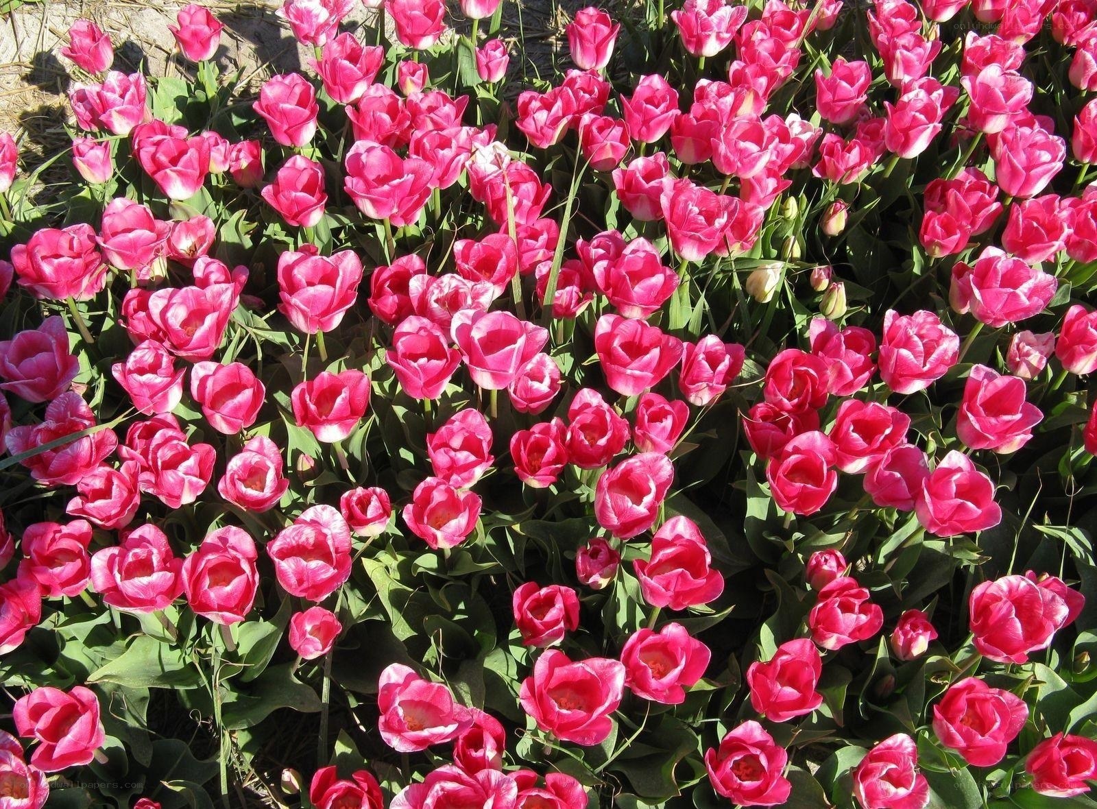 pink tulips in a garden