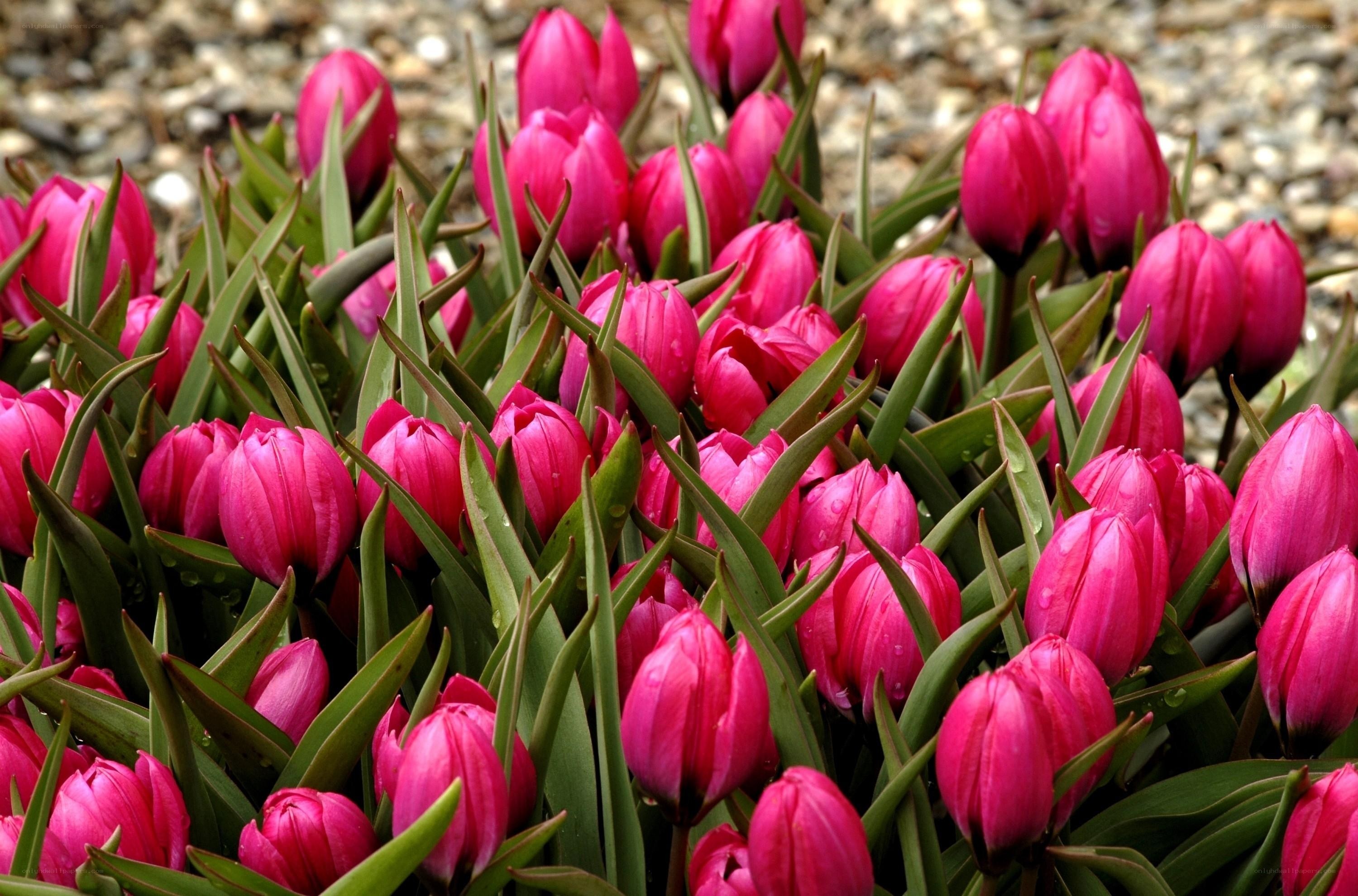 Pink tulips in a garden