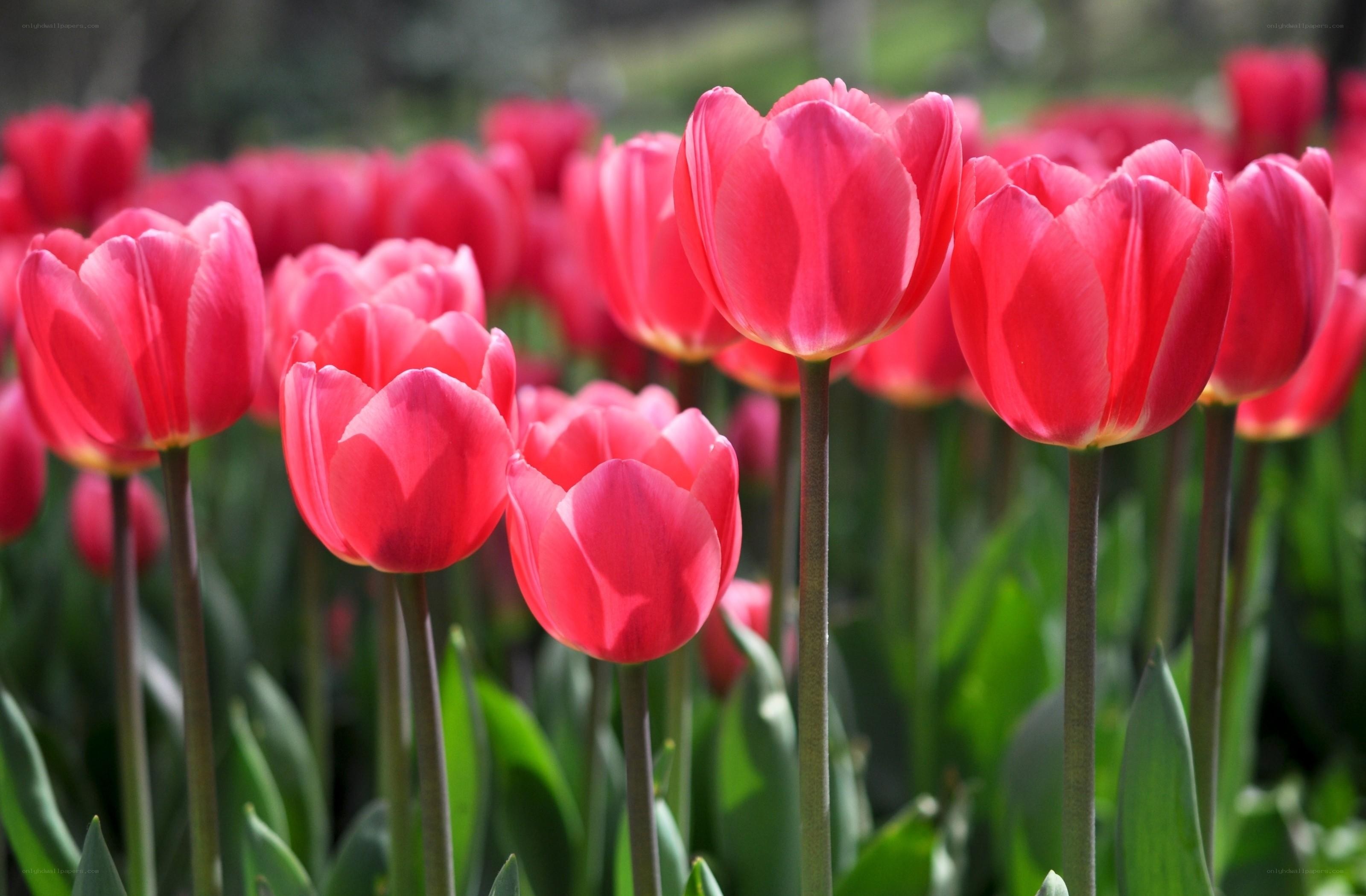 Pink tulips in a garden