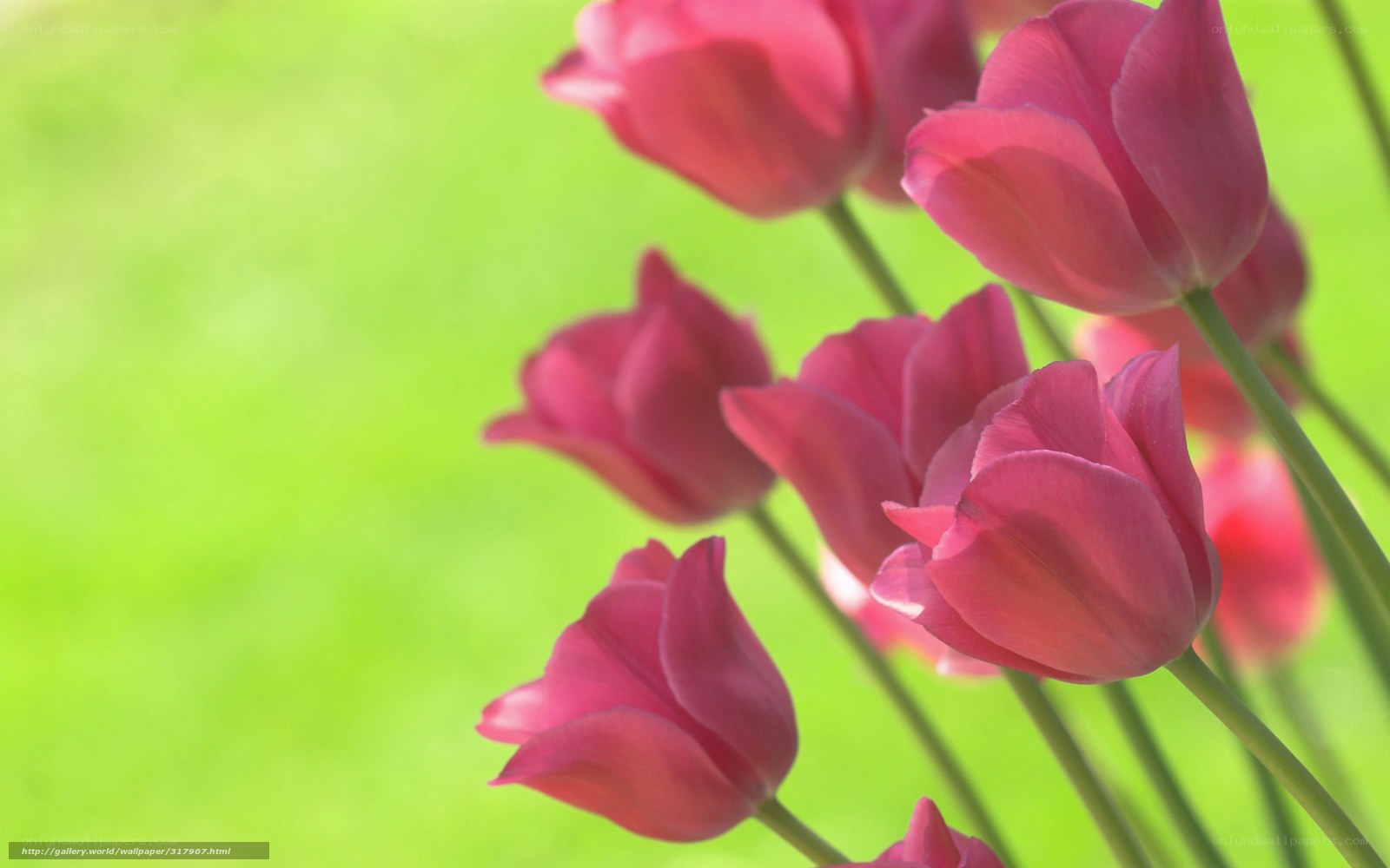 Pink tulips in a garden
