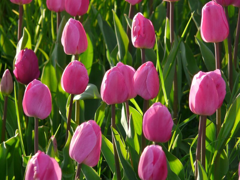 Pink tulips in a garden