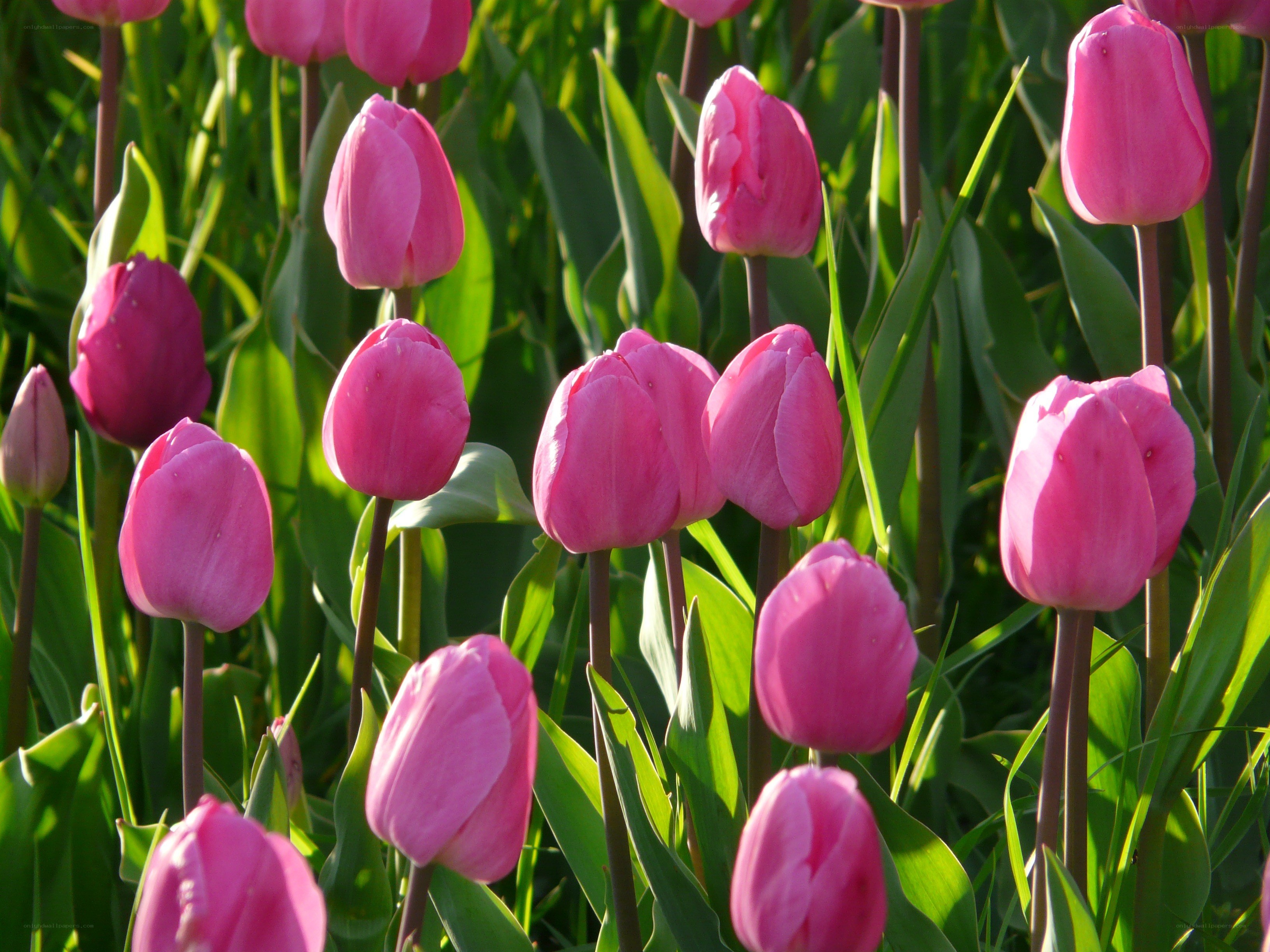 Pink tulips in a garden