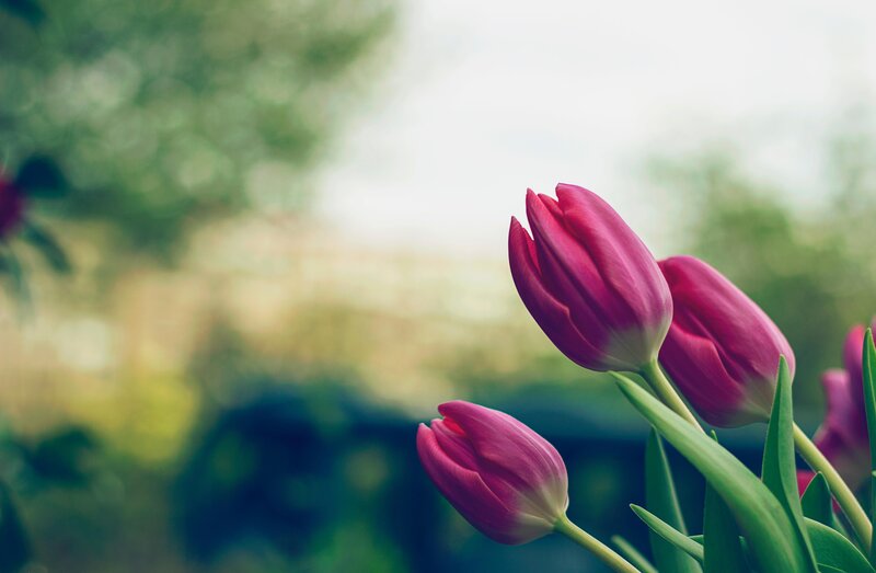 Pink tulips in a garden