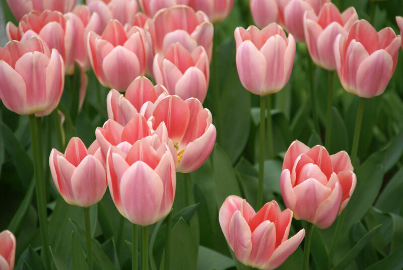 Pink tulips in a garden