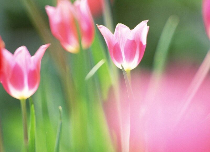 Pink tulips in a garden